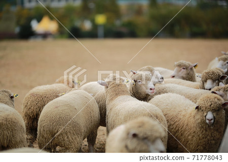 Ranch scenery, Anseong Farmland Ranch scenery, Anseong Farmland 71778043