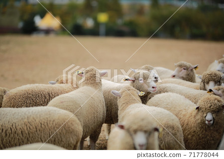 Ranch scenery, Anseong Farmland Ranch scenery, Anseong Farmland 71778044