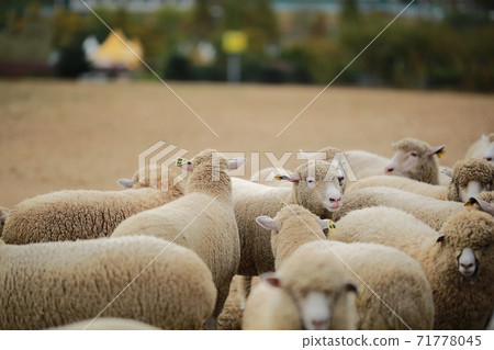 Ranch scenery, Anseong Farmland 71778045
