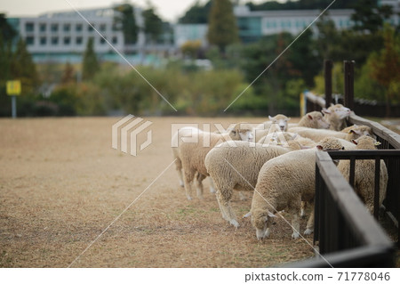Ranch scenery, Anseong Farmland Ranch scenery, Anseong Farmland 71778046
