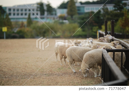 Ranch scenery, Anseong Farmland Ranch scenery, Anseong Farmland 71778047