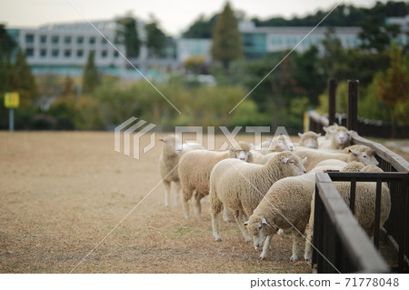 Ranch scenery, Anseong Farmland Ranch scenery, Anseong Farmland 71778048
