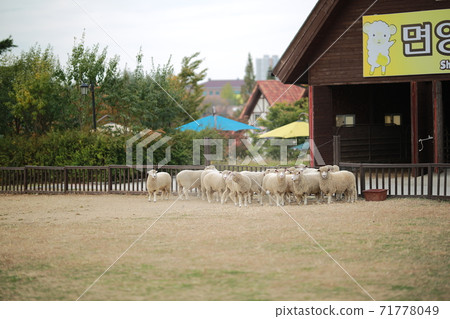 Ranch scenery, Anseong Farmland Ranch scenery, Anseong Farmland 71778049