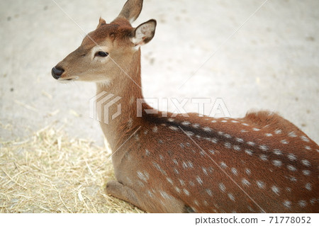 Ranch scenery, Anseong Farmland Ranch scenery, Anseong Farmland 71778052