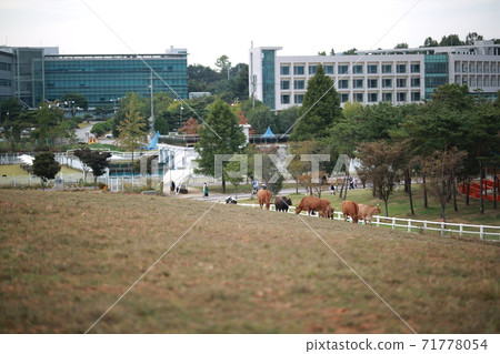 Ranch scenery, Anseong Farmland Ranch scenery, Anseong Farmland 71778054