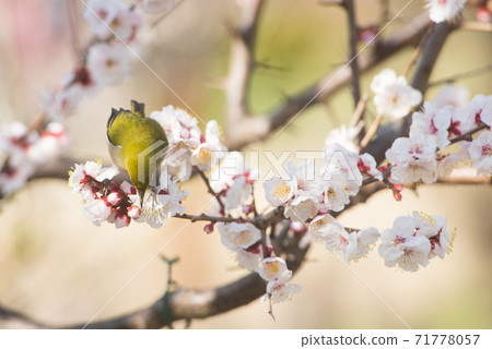 梅花和白眼 梅花和白眼 71778057