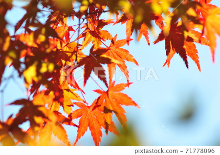 Red Momiji and Nishiki Autumn Forest: Autumn leaves landscape against the blue sky 71778096