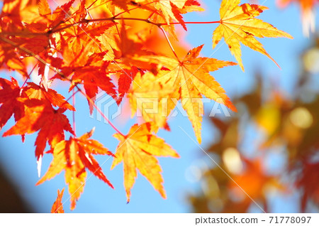 紅色的Momiji和Nishiki秋天的樹林:秋葉映襯在藍天下 紅色的Momiji和Nishiki秋天的樹林:秋葉映襯在藍天下 71778097