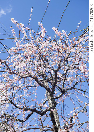 Plums of Iwatsu Tenmangu Shrine Plums of Iwatsu Tenmangu Shrine 71778268