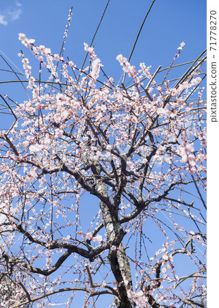 Plums of Iwatsu Tenmangu Shrine Plums of Iwatsu Tenmangu Shrine 71778270