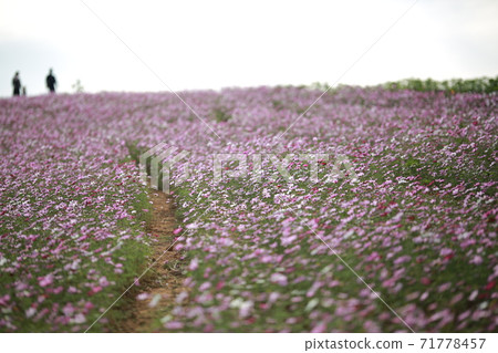 安城牧場安城牧場景觀 71778457