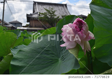Omi Myoren(蓮花瓣很多) Omi Myoren(蓮花瓣很多) 71778619