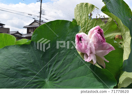 Omi Myoren(蓮花瓣很多) Omi Myoren(蓮花瓣很多) 71778620
