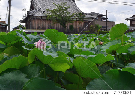 Omi Myoren(蓮花瓣很多) Omi Myoren(蓮花瓣很多) 71778621