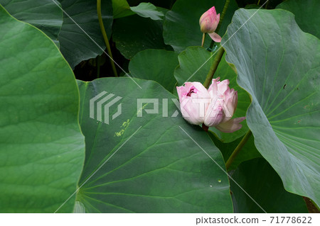 Omi Myoren(蓮花瓣很多) Omi Myoren(蓮花瓣很多) 71778622