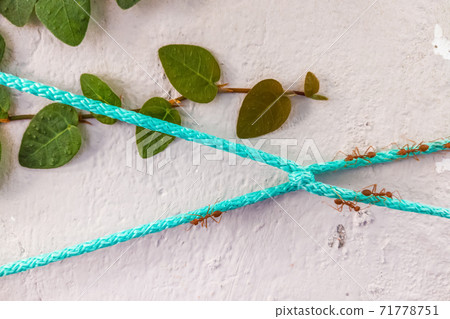 Close view of big red ants on the blue sky rope on white painted concrete wall. Problems of ants in the house, wild nature near us or teamwork concept, insect protection, balance of flora and fauna 71778751