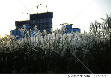 A silver grass is a beautiful day, silver grass glow A silver grass is a beautiful day, silver grass glow 71779042