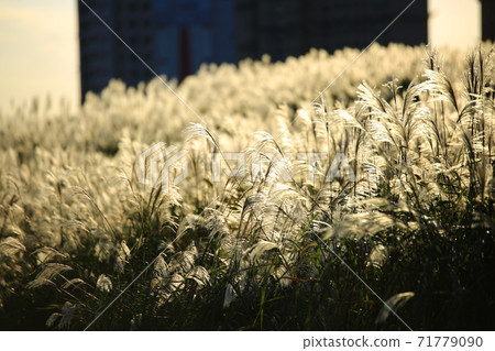 A silver grass is a beautiful day, silver grass glow A silver grass is a beautiful day, silver grass glow 71779090