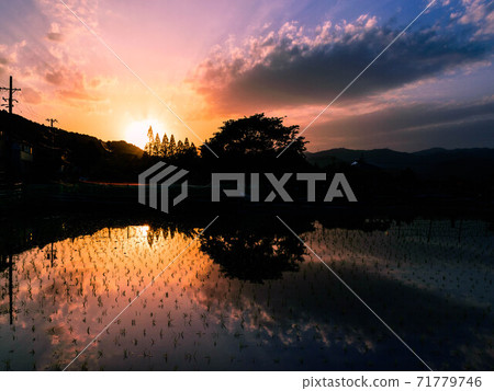 Paddy fields at dusk Paddy fields at dusk 71779746