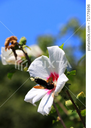Bee collecting pollen Bee collecting pollen 71779896