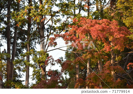 Maple tree and cedar tree competition Maple tree and cedar tree competition 71779914