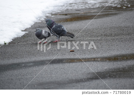 Two pigeons on a snowy road Two pigeons on a snowy road 71780019