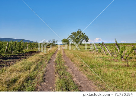 Country dirt road through farmlands Country dirt road through farmlands 71780194
