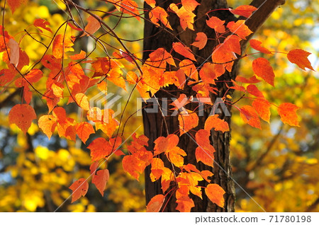 紅楓葉與紅葉在樹林裡 紅楓葉與紅葉在樹林裡 71780198