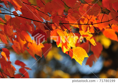 紅楓葉與紅葉在樹林裡 紅楓葉與紅葉在樹林裡 71780199