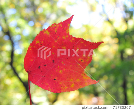 A red maple with colored red leaves in the woods 71780207