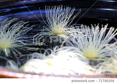 Phantom flower Sagaribana that blooms only overnight 71780208