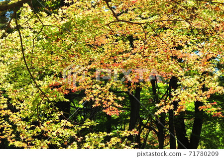 Colorful Kinshu no Mori: Autumn leaves shining in autumn colors 71780209
