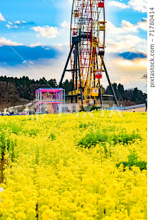 千葉縣千代浦市主題公園東京德國村的油菜花和摩天輪黃昏 千葉縣千代浦市主題公園東京德國村的油菜花和摩天輪黃昏 71780414