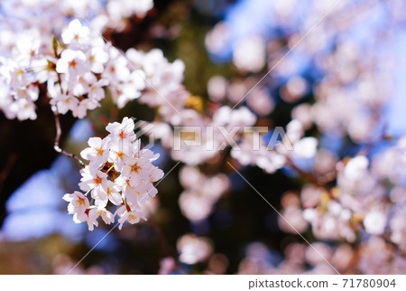 Cherry blossoms in Tsurumai Park in Nagoya in full bloom 71780904