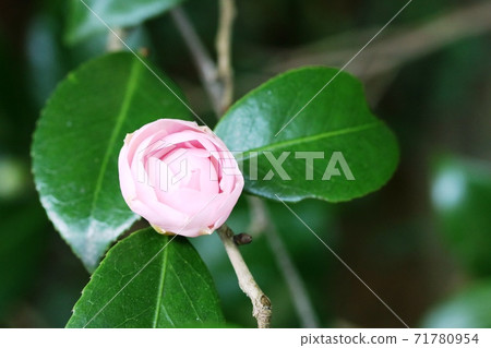 今年也開始開花的乙女椿 乙女椿 照片素材 圖片 圖庫