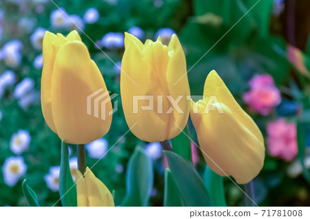 Cute tulips seen at the Sanyo Media Flower Museum at the Flower Museum in Mihama Ward, Chiba City, Chiba Prefecture 71781008