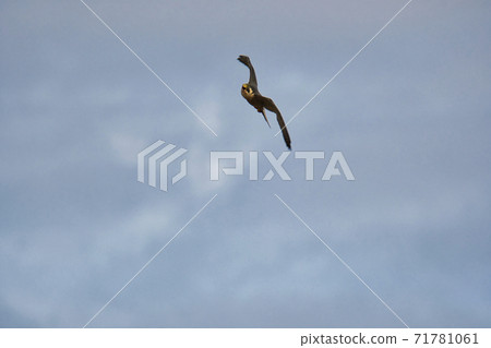 ab鳥在天空中飛翔Bar Navi不列顛哥倫比亞省加拿大 71781061