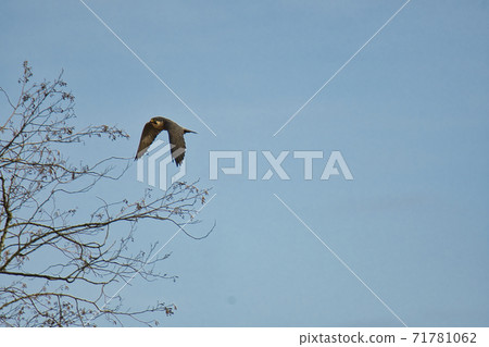 ab鳥在天空中飛翔Bar Navi不列顛哥倫比亞省加拿大 71781062