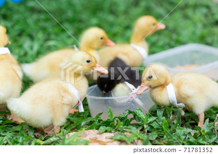 Ducklings with yellow Many cute ones Relaxing on the lawn Ducklings with yellow Many cute ones Relaxing on the lawn 71781352