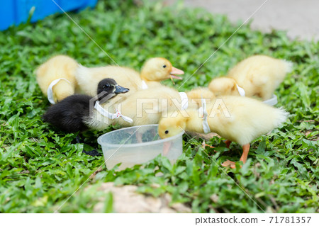 Ducklings with yellow Many cute ones Relaxing on the lawn Ducklings with yellow Many cute ones Relaxing on the lawn 71781357
