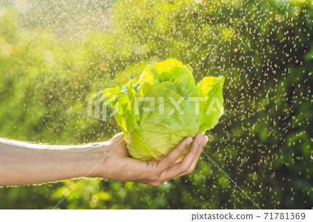 Bunch of lettuce in a hand of a man with a splashes of water in air 71781369