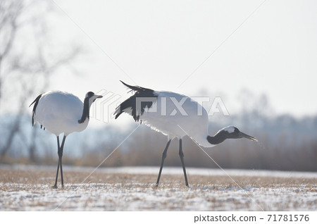 Two Japanese crane foraging (Tsurui, Hokkaido) Two Japanese crane foraging (Tsurui, Hokkaido) 71781576