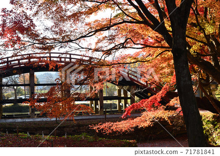 Niutsuhime Shrine Autumn leaves of Taikobashi 71781841