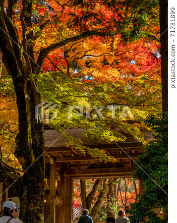 秋天的顏色有馬溫泉,瑞鳳寺公園 秋天的顏色有馬溫泉,瑞鳳寺公園 71781899