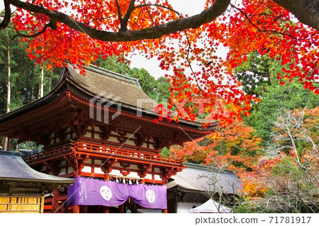 和歌山縣伊東縣桂木町Nyuto Hibashi Shrine的秋葉 71781917
