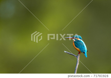 common kingfisher or Alcedo atthis is a small colorful bird portrait with natural green background at keoladeo ghana national park or bharatpur bird sanctuary rajasthan india 71781928