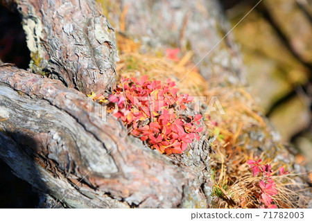 Bright autumn leaves Shiroyashio 71782003