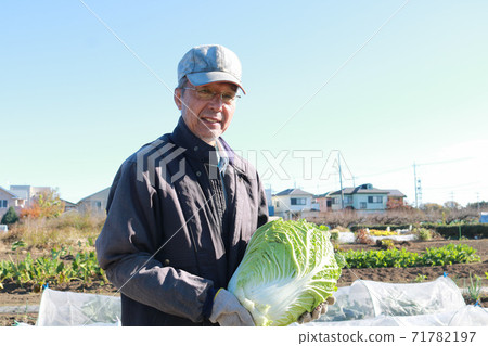 收穫大白菜的老人 收穫大白菜的老人 71782197