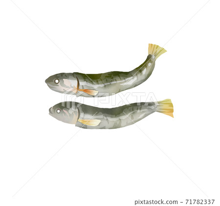 水彩畫乾沙丁魚的插圖 71782337