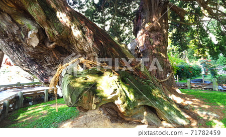 Hoshoin Shinpaku 11 Hoshoin Shinpaku 11 71782459